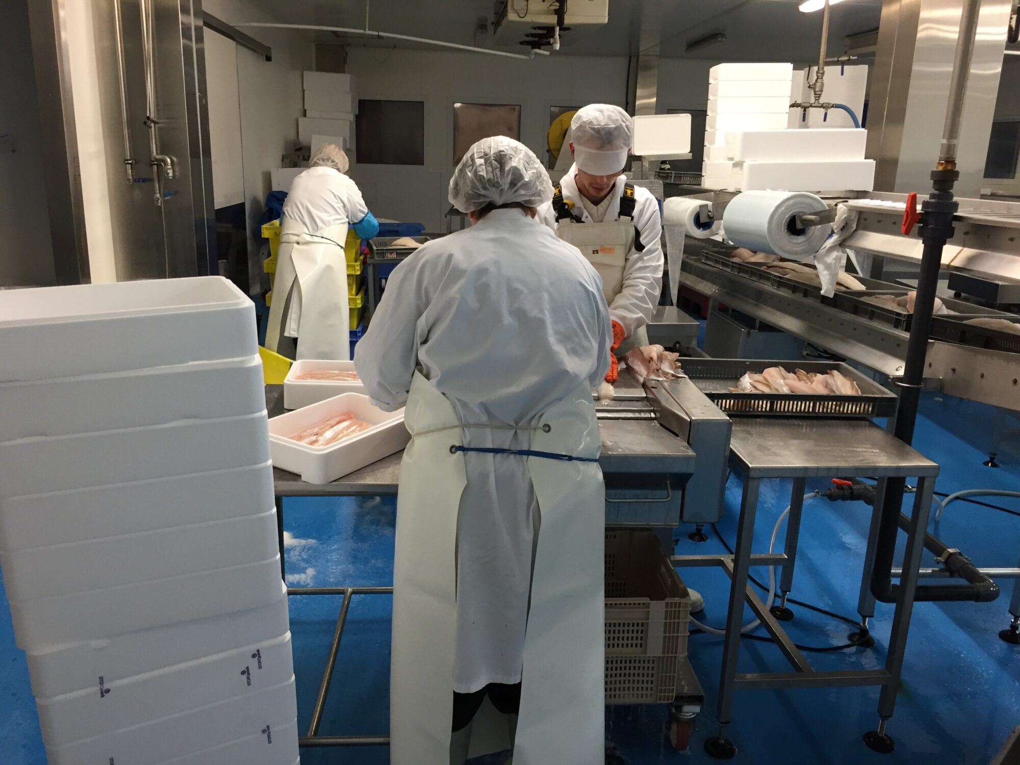 Atelier de mareyage, ouvriers en pleine levée de filets de poissons